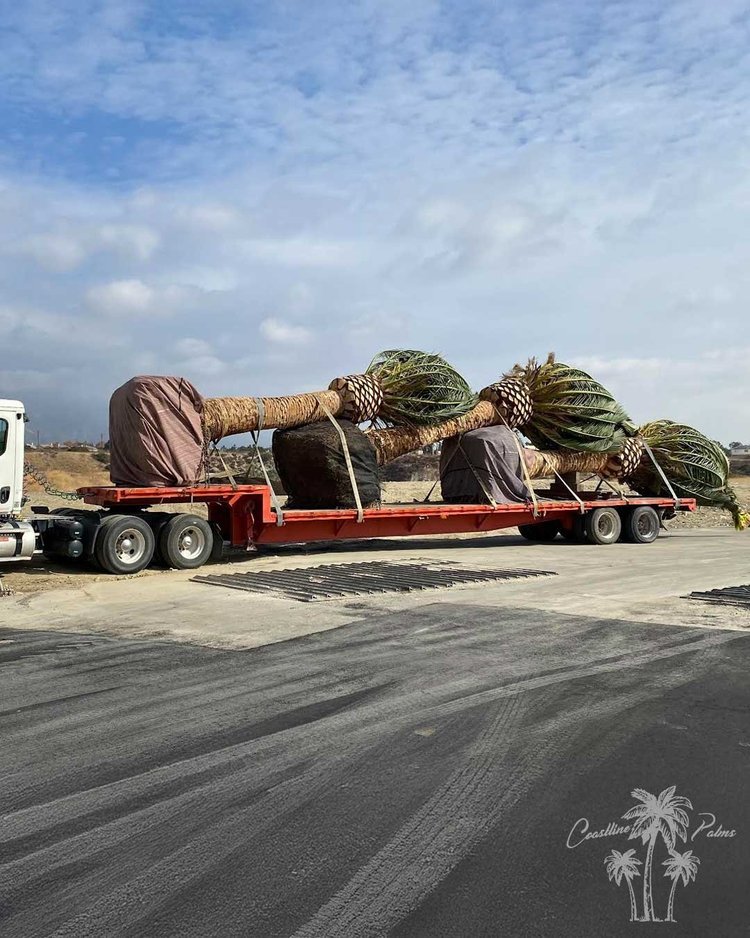 Canary Island Palm delivery
