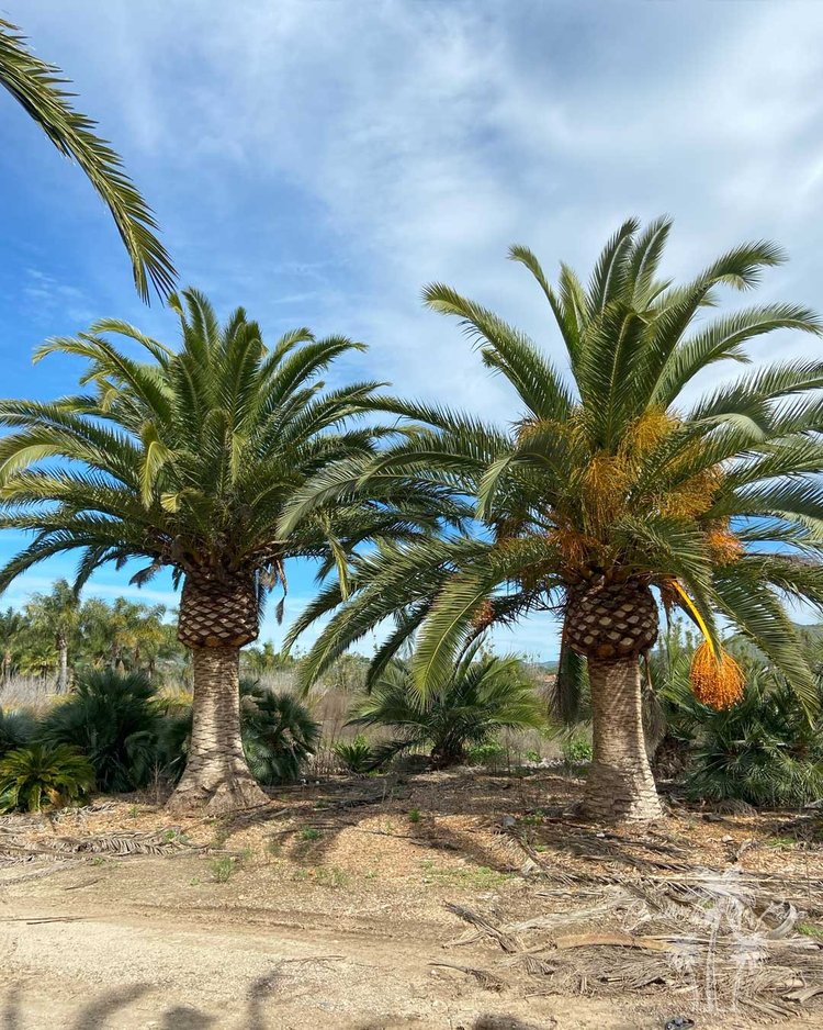 Canary Island Palm landscape grouping