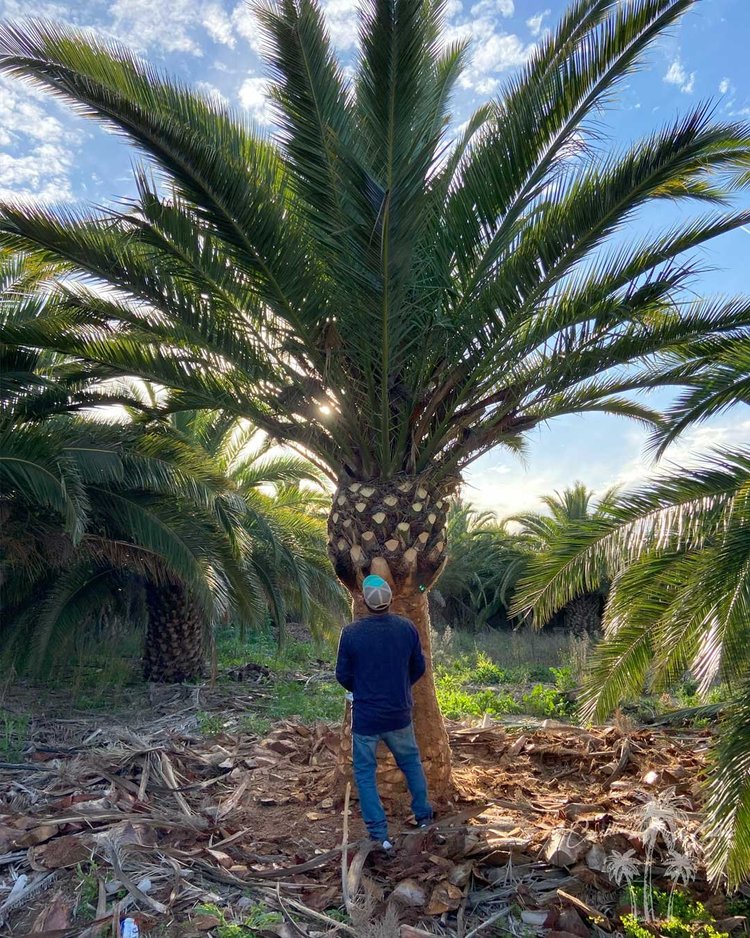 Canary Island Palm installation