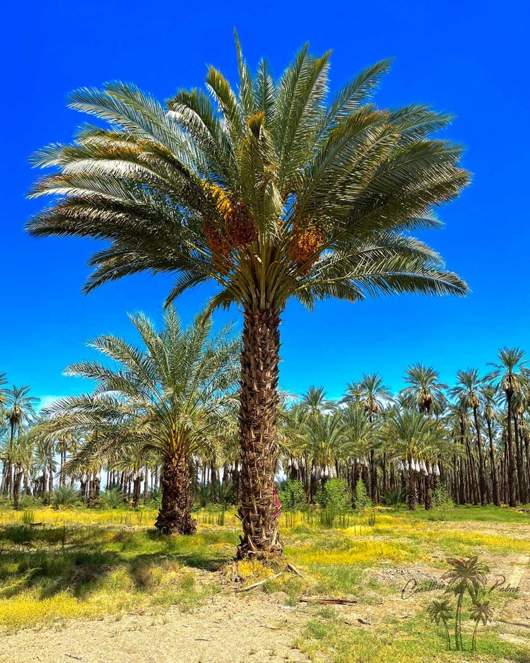 Single mature date palm