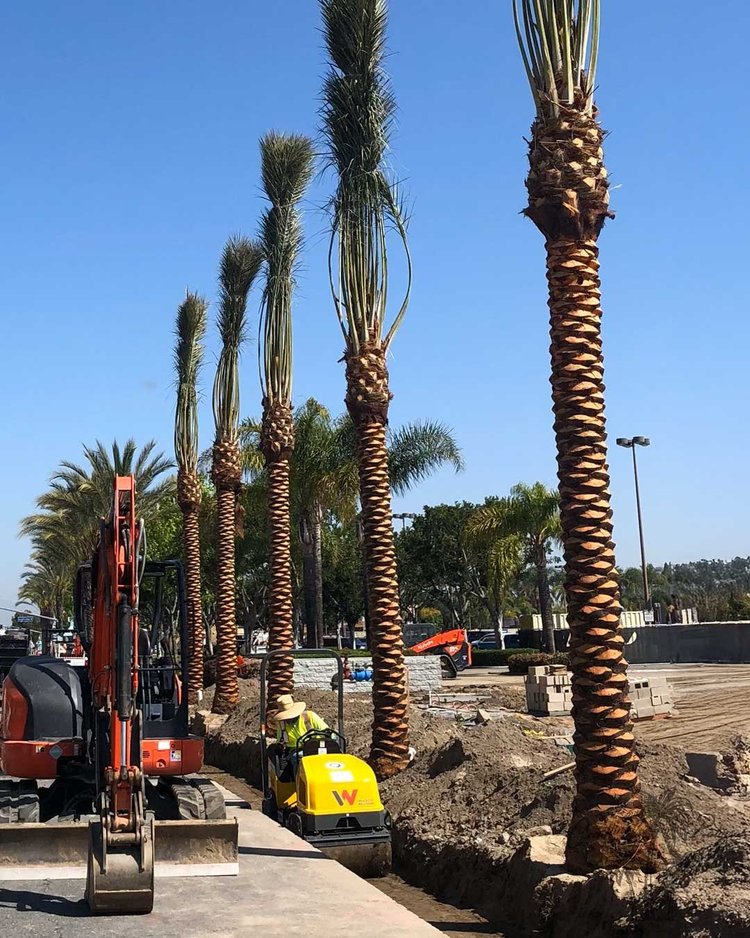 Date palm installation row