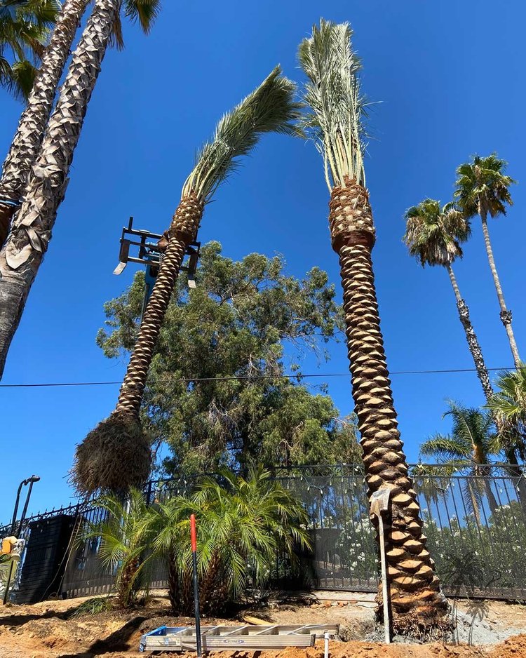 Lifted date palm installation