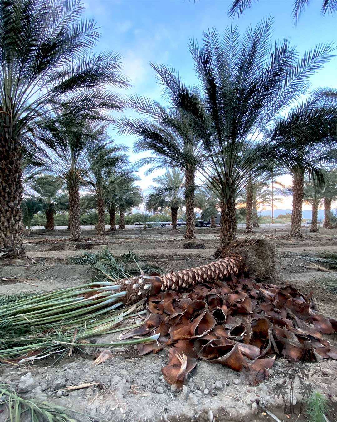 Date palm nursery view
