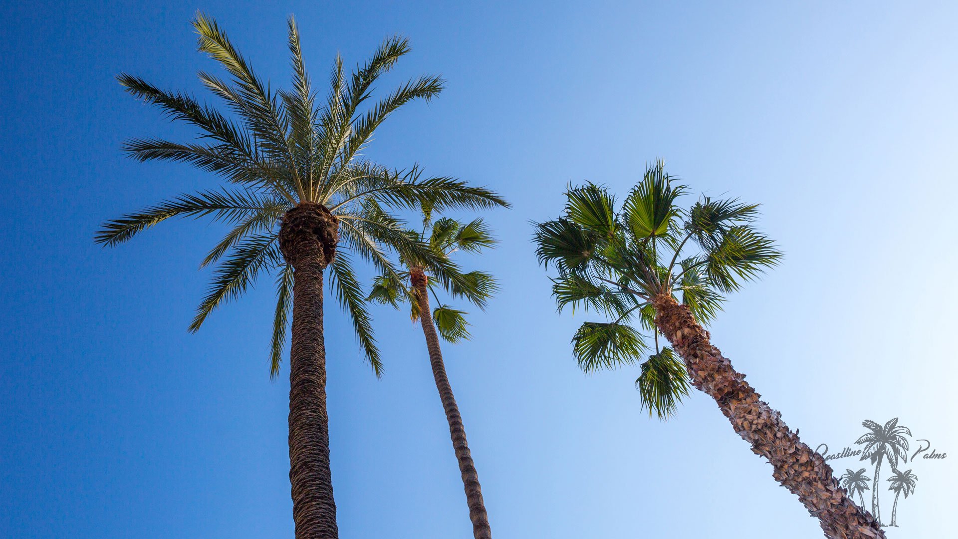 Hollywood Fan Palm sky view