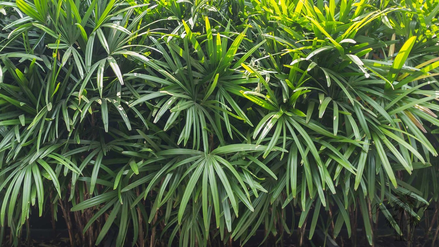 Lady Palm close foliage