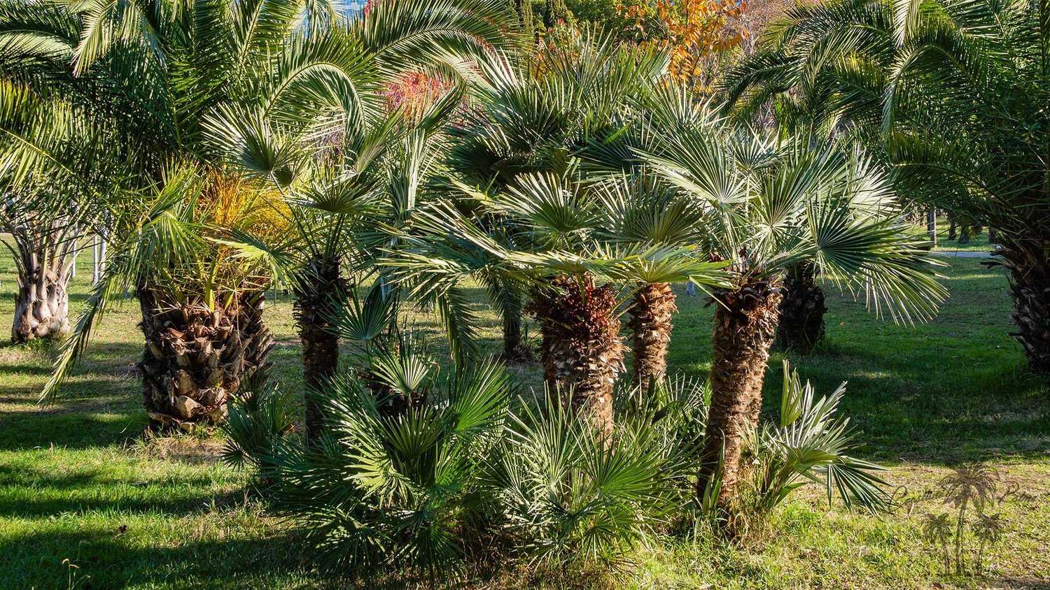 Mediterranean Fan Palm specimen closeup
