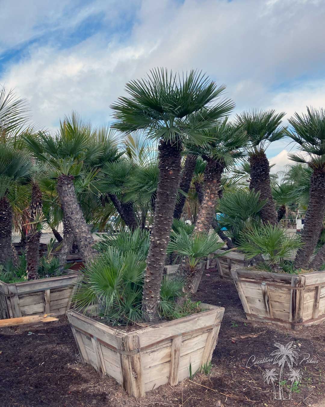 Mediterranean Fan Palm row