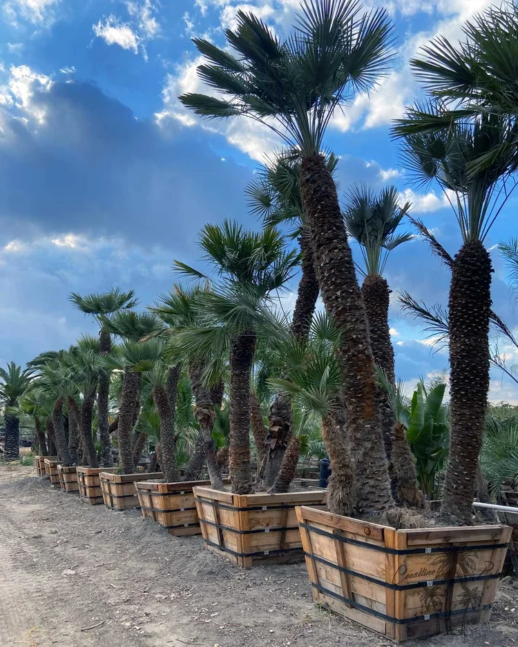 Mediterranean Fan Palm